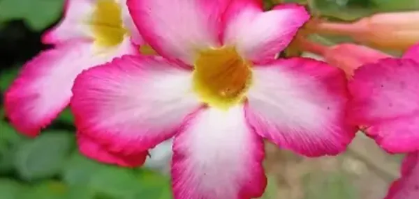Pink_Adenium_Rose_Variety_Live_Plant_Grafted
