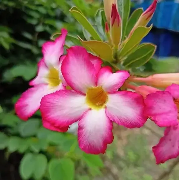 Pink_Adenium_Rose_Variety_Live_Plant_Grafted
