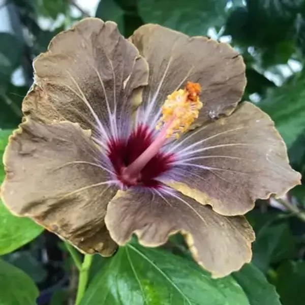 Brown_American_Variety_Grafted_Hibiscus_Flower_Plant