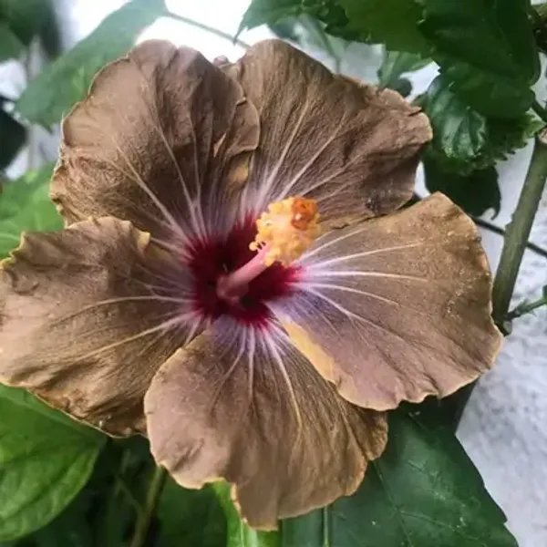 Brown_American_Variety_Grafted_Hibiscus_Flower_Plant