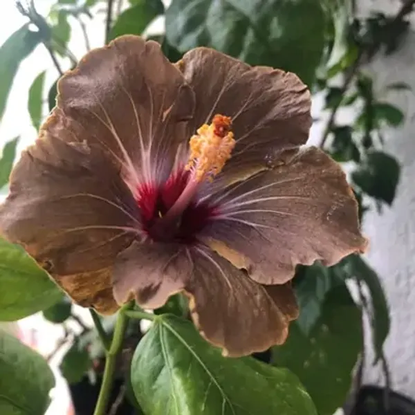 Brown_American_Variety_Grafted_Hibiscus_Flower_Plant