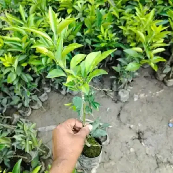 Orange_Sweet_Grafting_Fruit_Plant