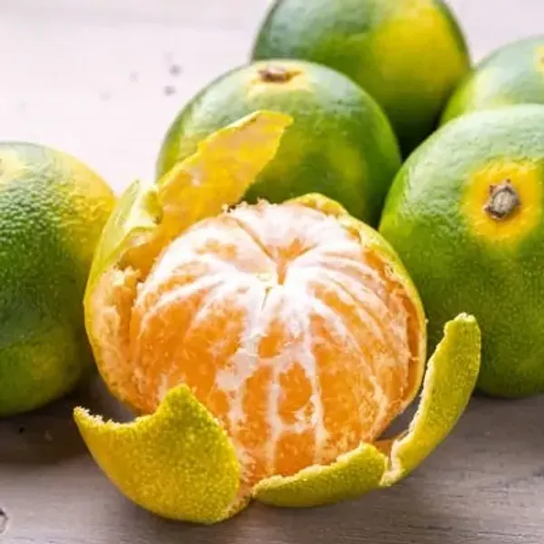 Orange_Sweet_Grafting_Fruit_Plant