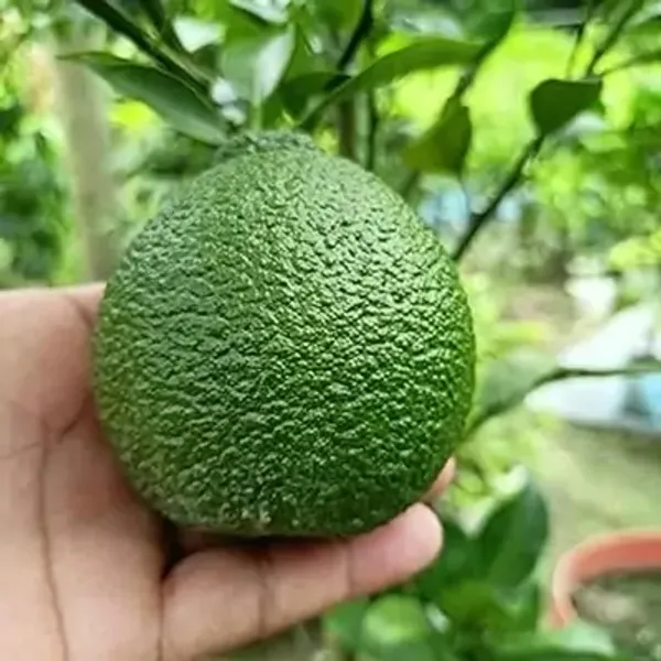 Green_Vietnam_Malta_Grafted_&_Amp_Hybrid_Lemon_Fruit_Plant