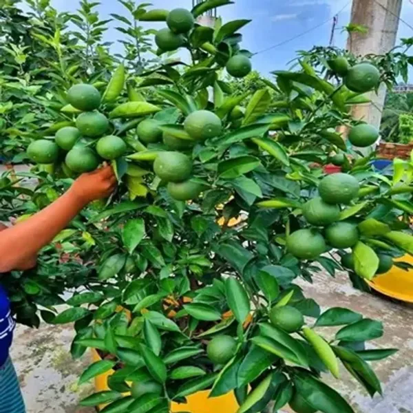 Green_Vietnam_Malta_Grafted_&_Amp_Hybrid_Lemon_Fruit_Plant