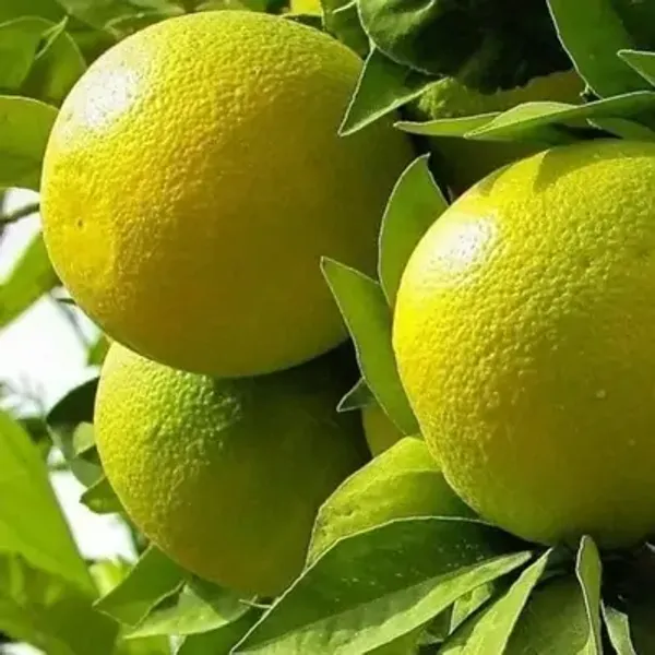 Green_Vietnam_Malta_Grafted_&_Amp_Hybrid_Lemon_Fruit_Plant