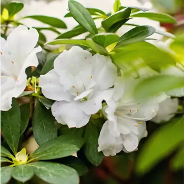 White_Azalea_Flower_Plant