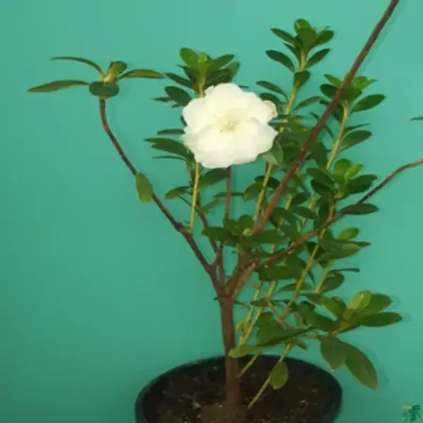 White_Azalea_Flower_Plant
