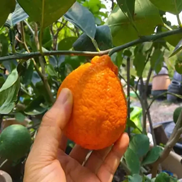 Orange_Dekopon_Fruit_Plant