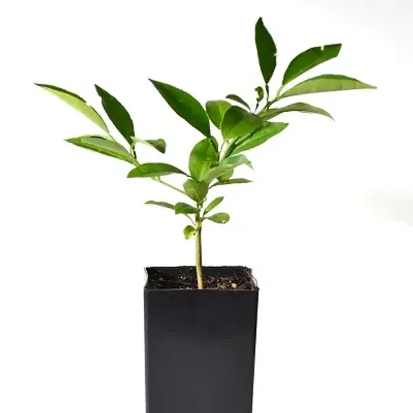Orange_Dekopon_Fruit_Plant