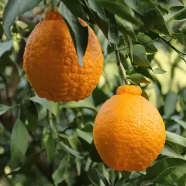 Orange_Dekopon_Fruit_Plant