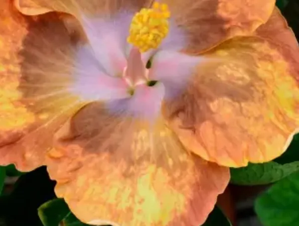 Yellow_American_Variety_Hibiscus_Flower_Plant