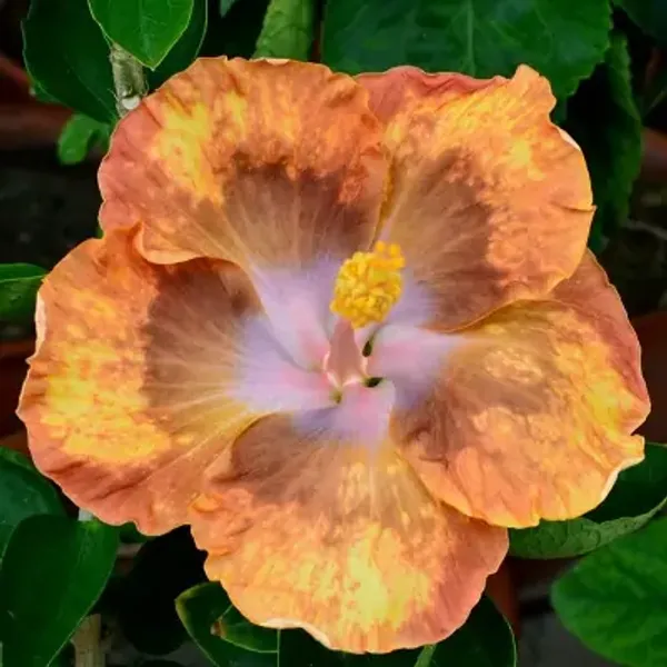 Yellow_American_Variety_Hibiscus_Flower_Plant