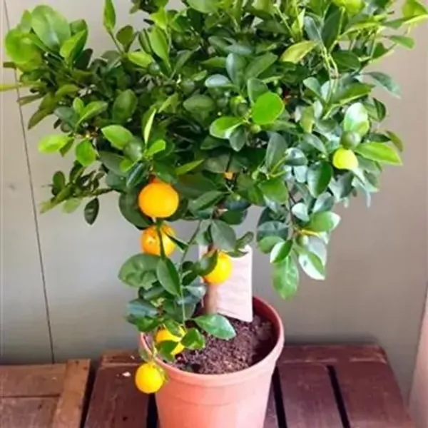 Orange_Kashmiri_Kinnow_Grafted_Lemon_Fruit_Plant