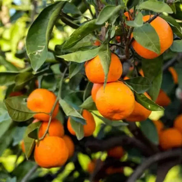 Orange_Kashmiri_Kinnow_Grafted_Lemon_Fruit_Plant