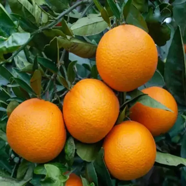 Orange_Kashmiri_Kinnow_Grafted_Lemon_Fruit_Plant