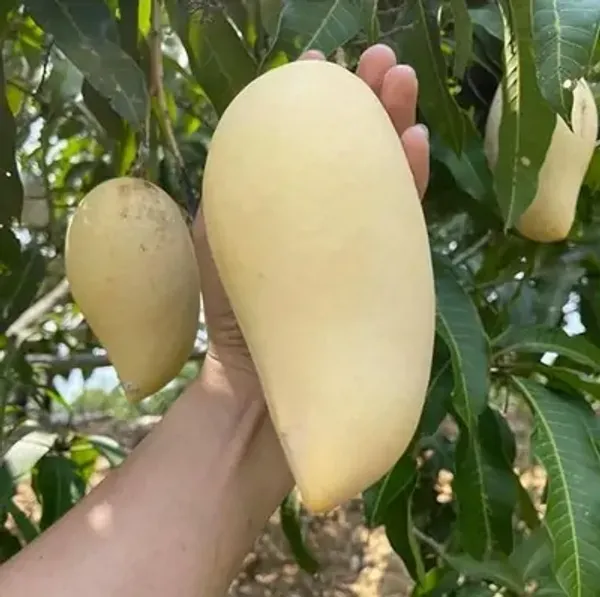 Yellow_Namdocmai_Mango_Grafted_Fruit_Plant