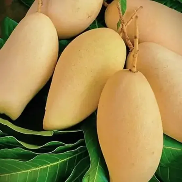 Yellow_Namdocmai_Mango_Grafted_Fruit_Plant