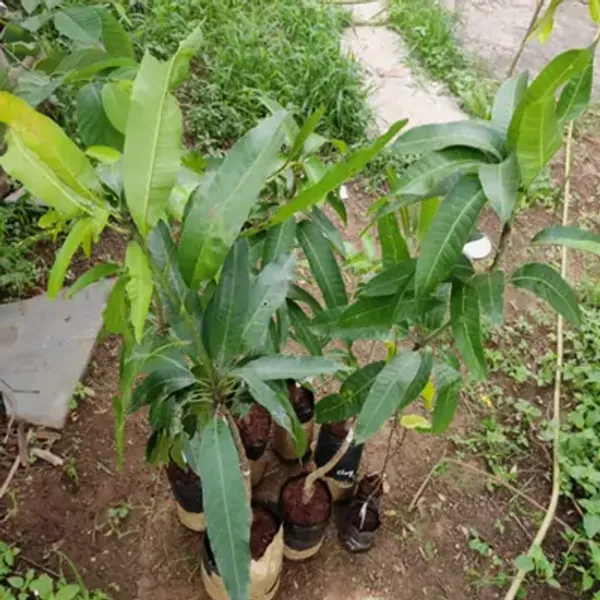 Yellow_Namdocmai_Mango_Grafted_Fruit_Plant