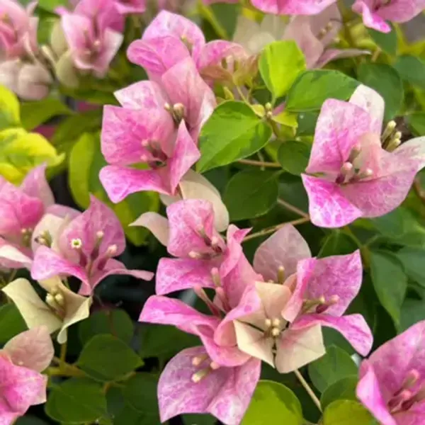 Pink_Ladybird_Marbel_Bougainvillea_Flower_Plant