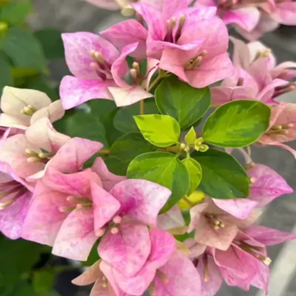 Pink_Ladybird_Marbel_Bougainvillea_Flower_Plant