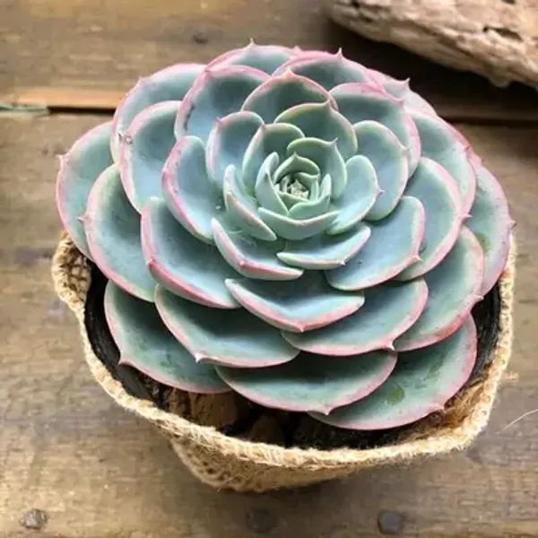 Green_Echeveria_Morning_Beauty_Succulents_Live_Plant