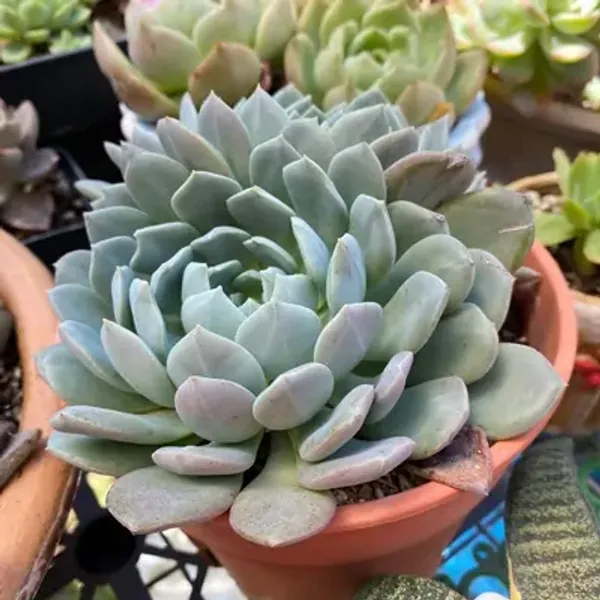 Green_Echeveria_Morning_Beauty_Succulents_Live_Plant
