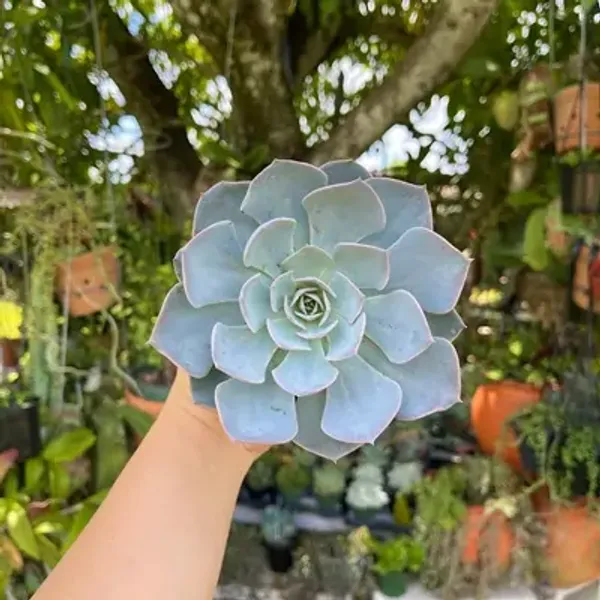 Green_Echeveria_Morning_Beauty_Succulents_Live_Plant
