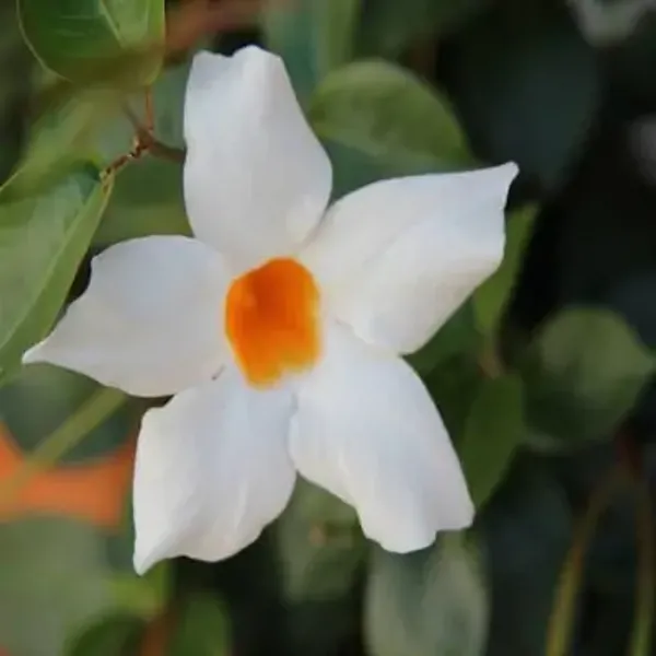 White_Mandeville_Flower_Plant