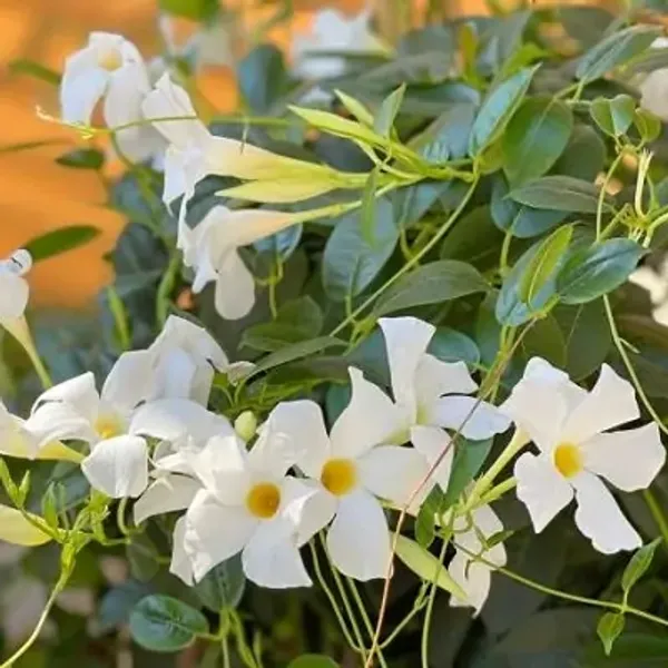 White_Mandeville_Flower_Plant