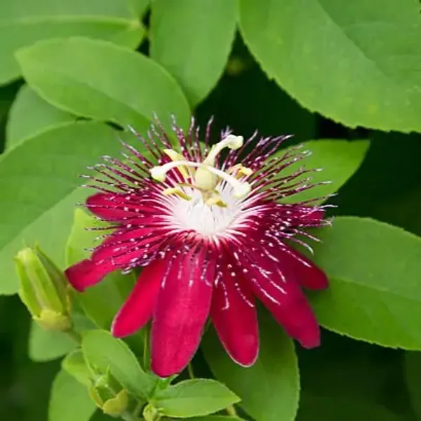 Red_Passion_Flower_Plants