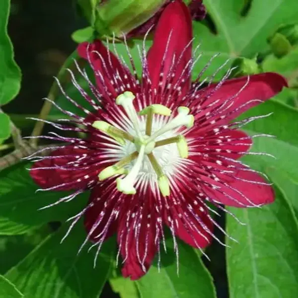 Red_Passion_Flower_Plants