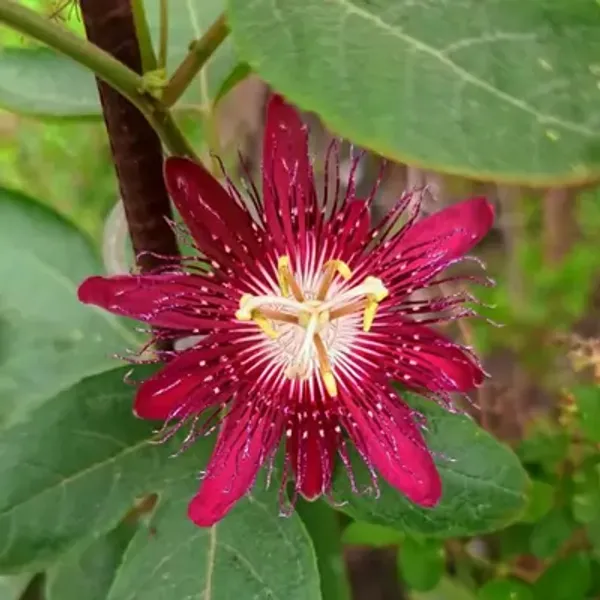 Red_Passion_Flower_Plants