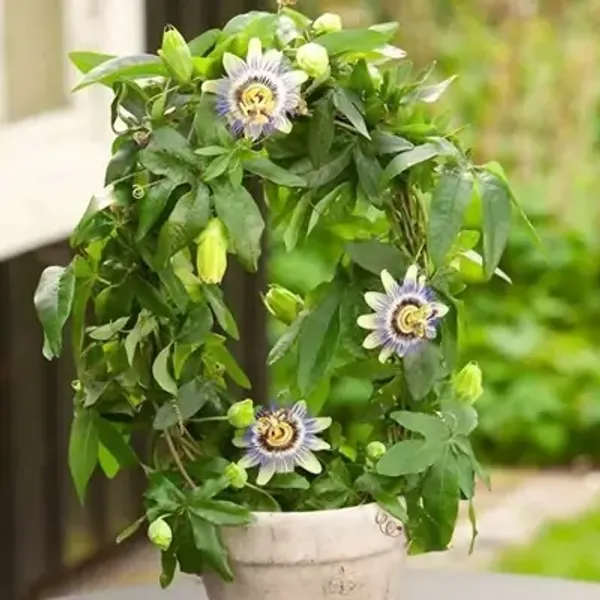 White_Passion_Flower_Plants