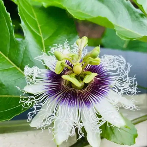 White_Passion_Flower_Plants