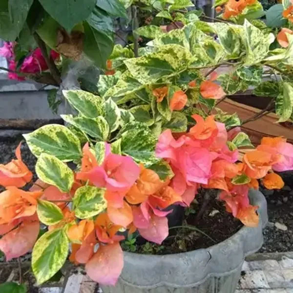 Orange_Snow_Bougainvillea_Flower_Plant