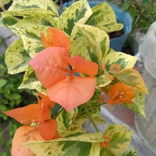 Orange_Snow_Bougainvillea_Flower_Plant
