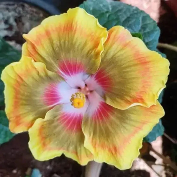 Yellow_American_Variety_Grafted_Hibiscus_Flower_Plant
