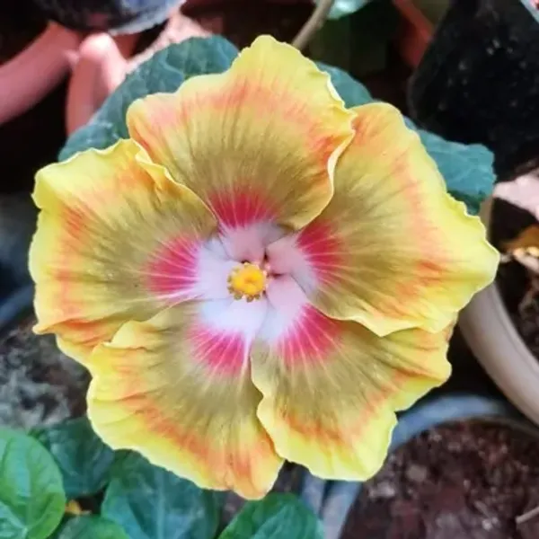 Yellow_American_Variety_Grafted_Hibiscus_Flower_Plant