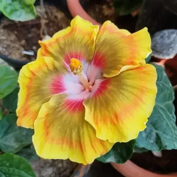 Yellow_American_Variety_Grafted_Hibiscus_Flower_Plant