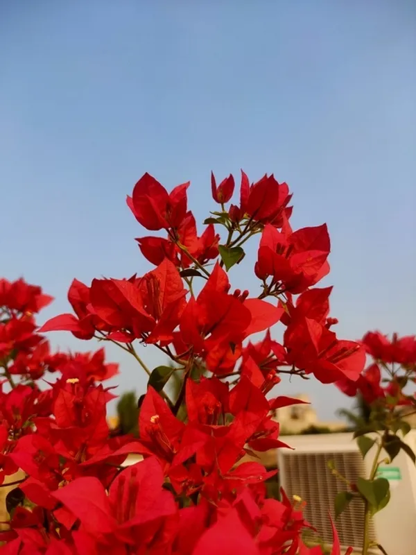 Red_Brezza_Bougainvillea_Flower_Plant