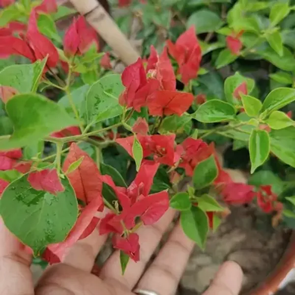 Red_Brezza_Bougainvillea_Flower_Plant