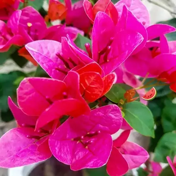 Pink_Watermelon_Kiss_Bougainvillea_Flower_Plant