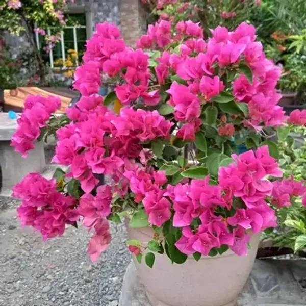 Pink_Watermelon_Kiss_Bougainvillea_Flower_Plant