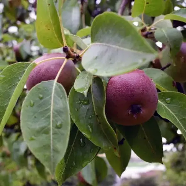 Milk_Fruit_Grafted_&_Amp_Hybrid_Fruit_Plant