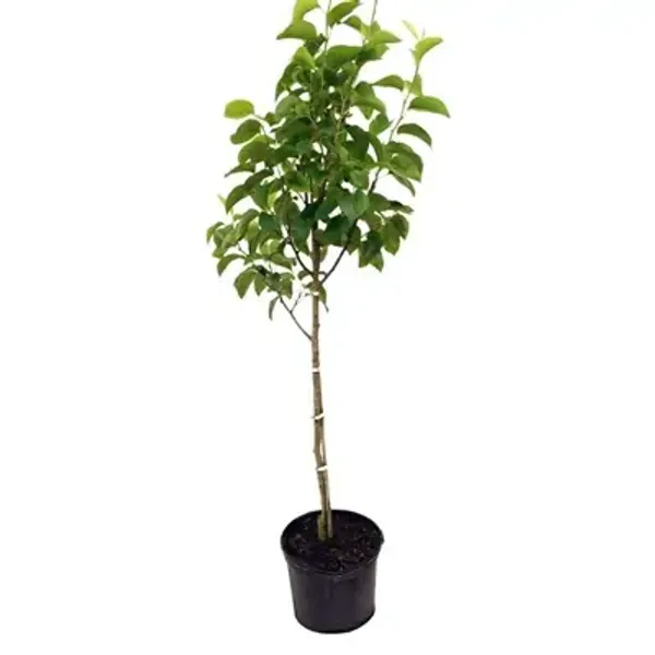 Milk_Fruit_Grafted_&_Amp_Hybrid_Fruit_Plant