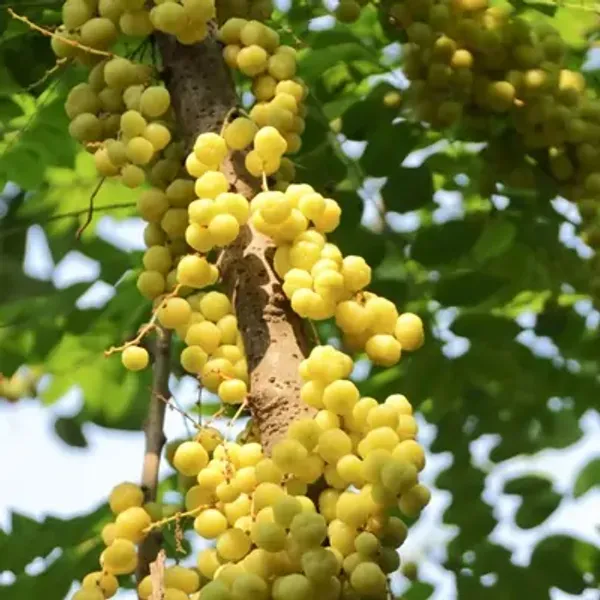 Green_Hybrid_Star_Gooseberry_Amla_Fruit_Plant