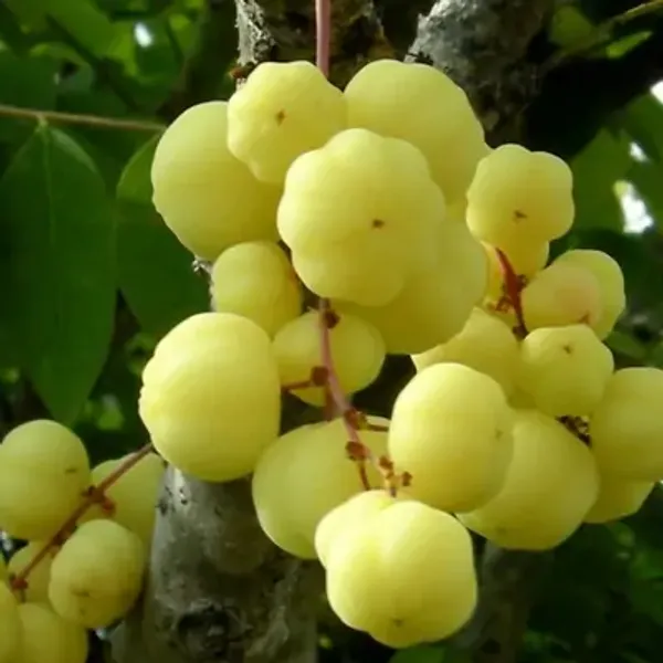 Green_Hybrid_Star_Gooseberry_Amla_Fruit_Plant