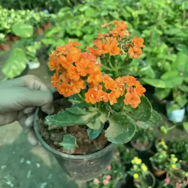 Orange_Kalanchoe_Flower_Plant