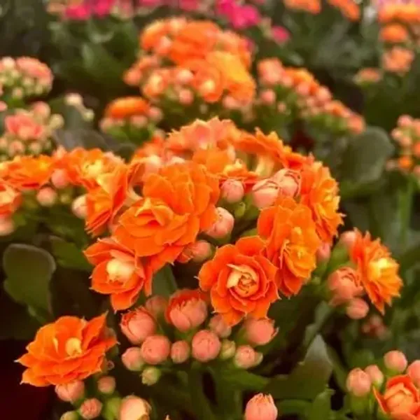 Orange_Kalanchoe_Flower_Plant
